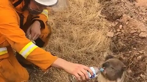 Firefighter gives water to thirsty Koala as Australia bushfires rage on