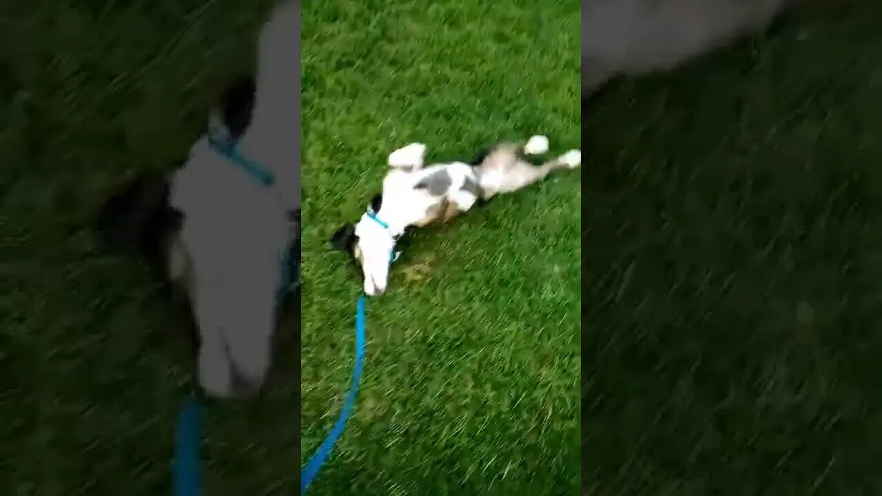 MooMoo Rolling in the Grass