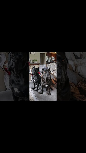 Should You GIVE UP Your Dog Or Your Partner? 🤔 #shorts #dog #funny #viral