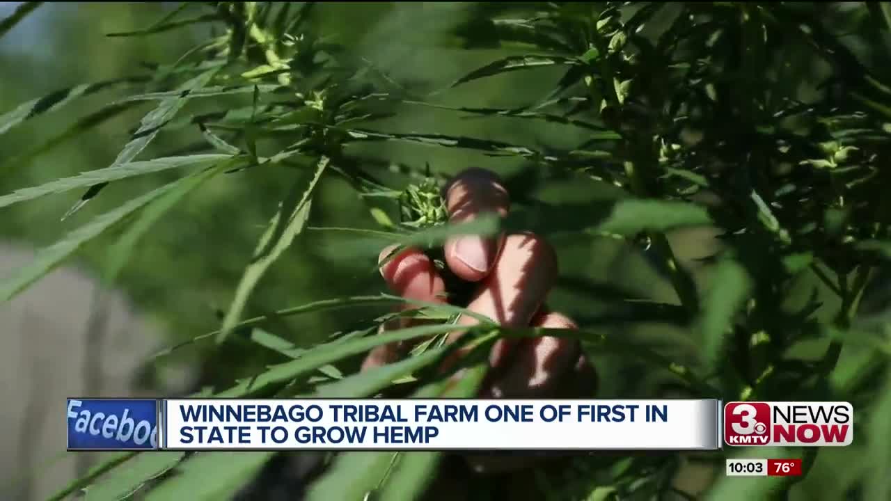 Winnebago tribal farm one of the 1st to grow hemp in state