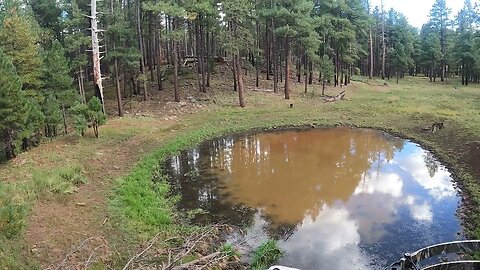 Elk coming into the water hole opening day