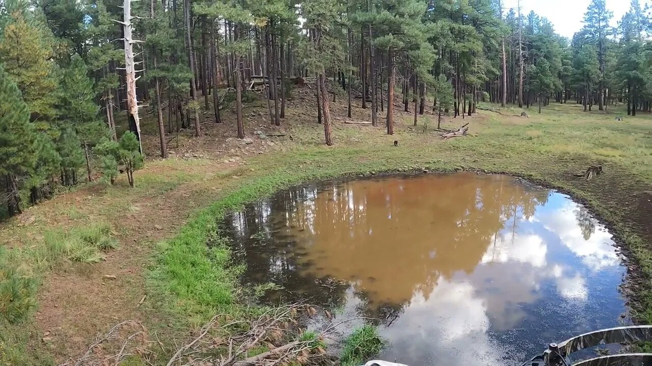Elk coming into the water hole opening day