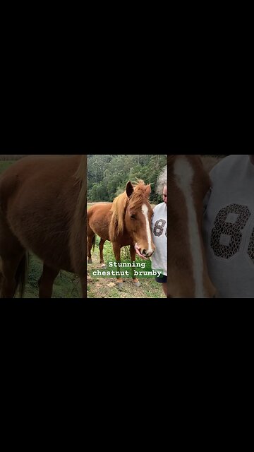 Cuddles with brumby #brumby #guyfawkesheritagehorses