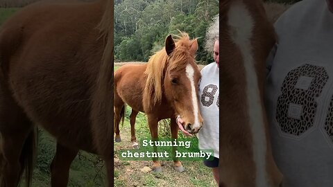 Cuddles with brumby #brumby #guyfawkesheritagehorses