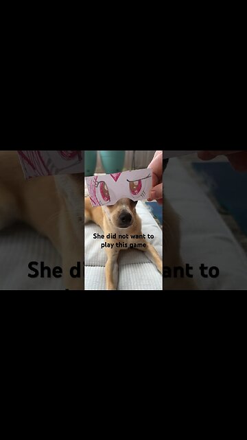 👀 #chihuahuababy #chihuahuadog #chihuahuafanatics #chihuahualover #chihuahualovers #chihuahua