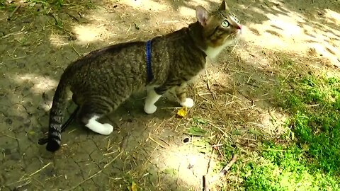Evil Bird Teases Poor Cat in the Forest