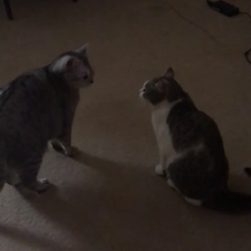 Duel of the cats in the style of the wild West