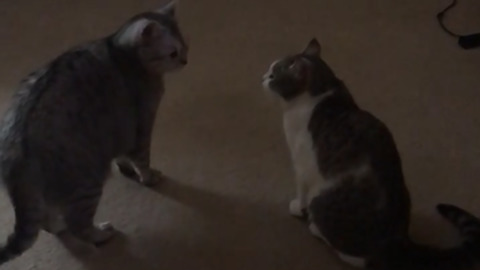 Duel of the cats in the style of the wild West