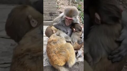 amazing video 😍😍😍 | amazing views video 😳😳 | natural amazing video ❤ whatsapp comedy #shorts