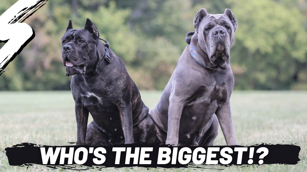 Top 5 LARGEST Dog BREEDS!