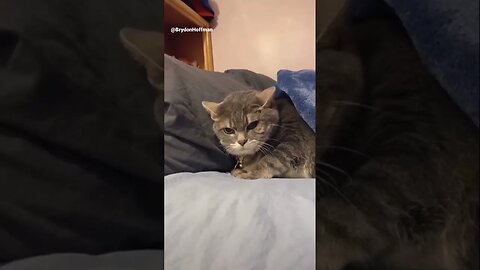 Funny Cat Meme 😂 pt.11 #shorts