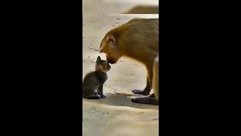 Cat and monkey monkey like mother's filing