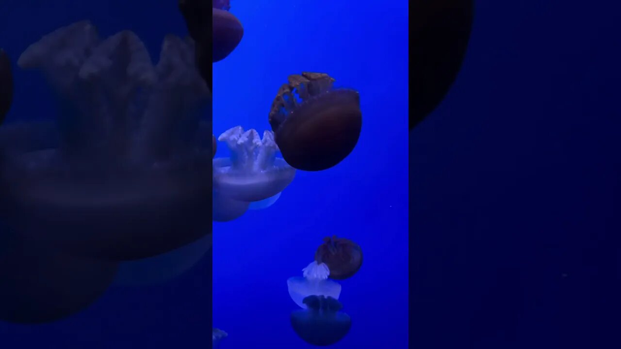 Adorable jellyfish! #shorts
