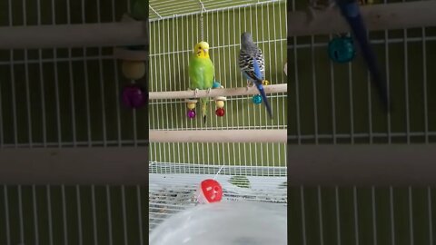 Budgies Bad Case Of Loving You 😂 #birds #shorts #youtubeshorts #funny