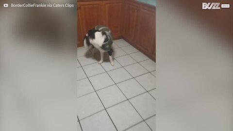 Cachorro brinca de buscar a própria cauda!