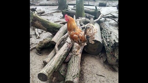 Non-bearded Easter Egger Rooster