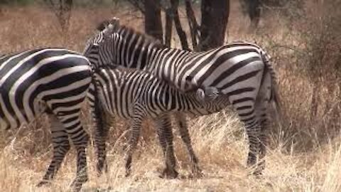 Baby Zebra Feeding