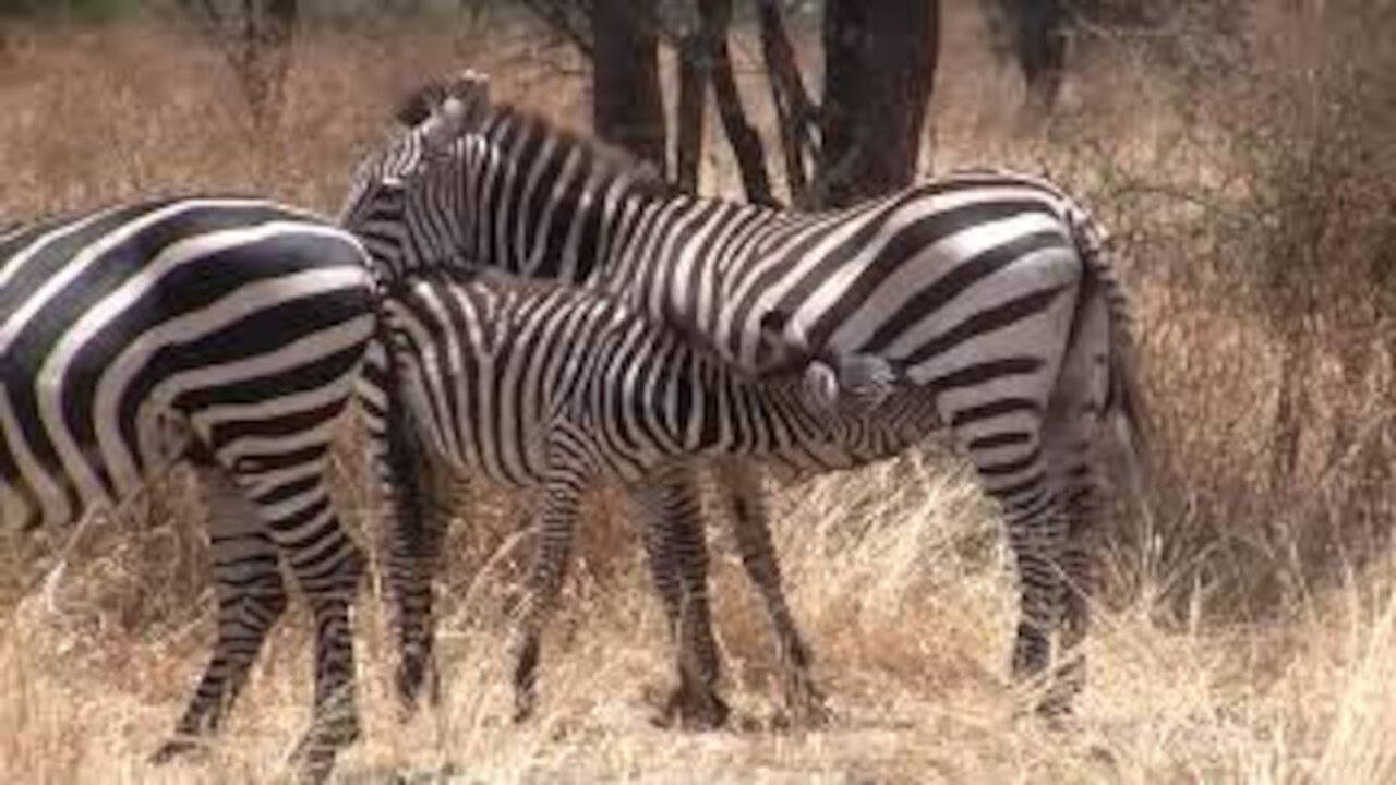 Baby Zebra Feeding