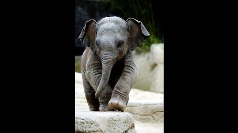 Cute Baby Elephant bathing