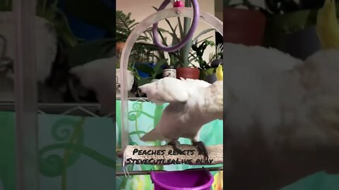 #cutepets #shorts #parrot #cockatoo #livemusic #peachesthecockatoo