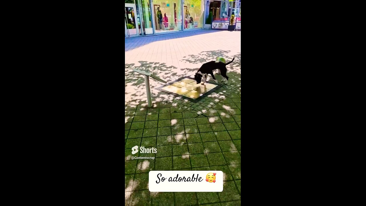 Dog having fun and enjoying with music plates on road