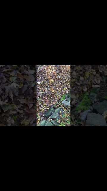 Each year the council wastes money to clean up the leaves with a machine.