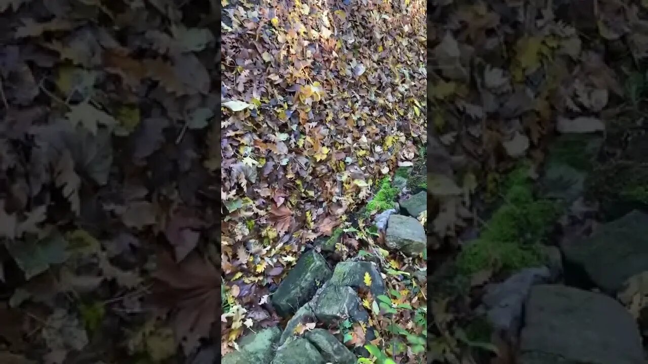 Each year the council wastes money to clean up the leaves with a machine.