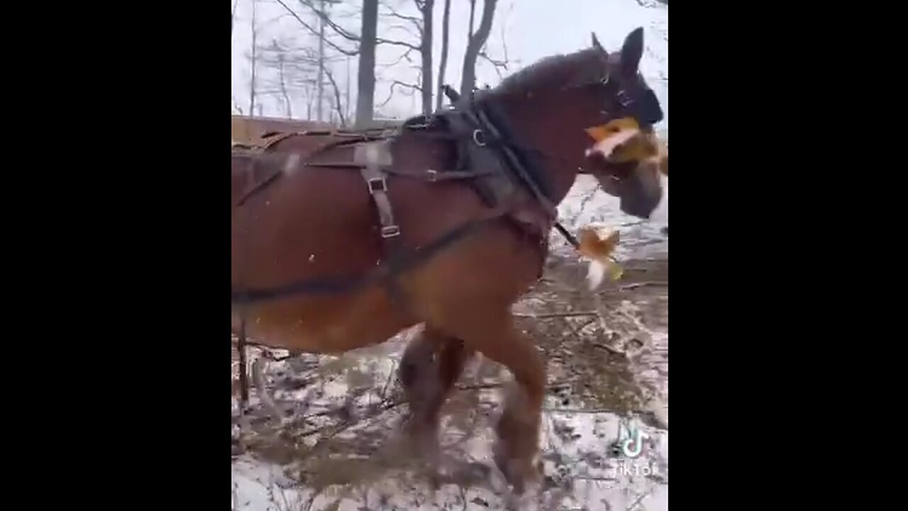 Horse Power Saves A Stuck Utility Truck