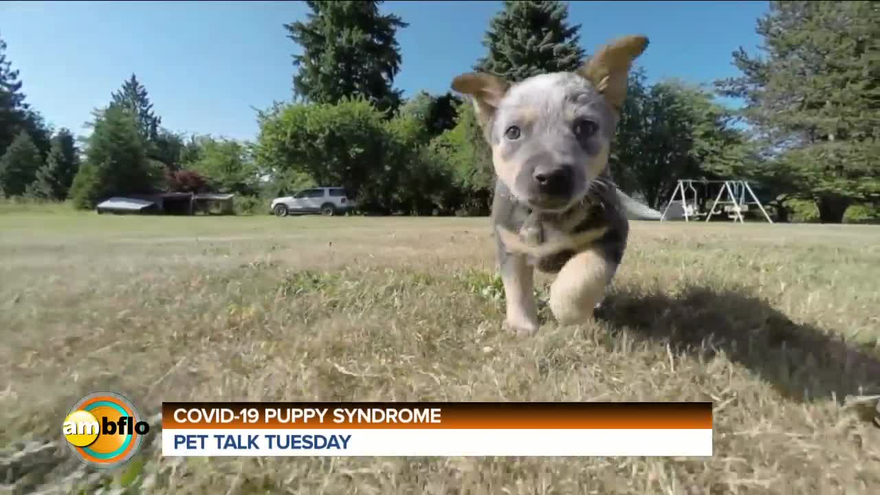 Pet Talk Tuesday - COVID puppy syndrome