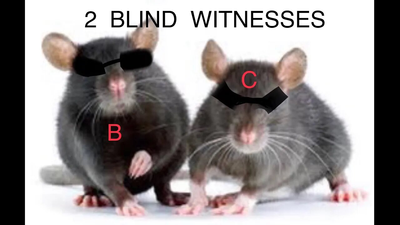 INTERNET ππRATS ππ IN THE MANDELA EFFECT BIBLE CHANGES CULTS