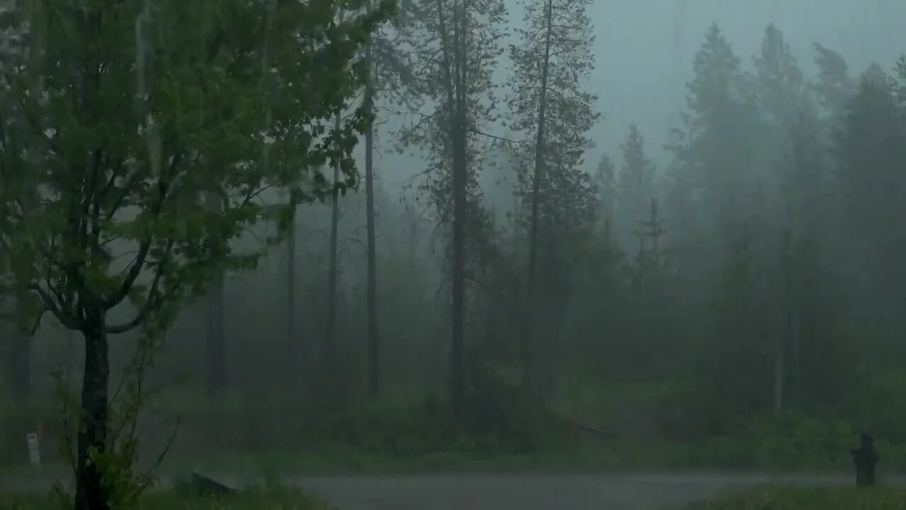 Sleep Instantly to HEAVY RAIN in Foggy Forest, Study, meditate, Stop Insomnia [ Nature Sound ]