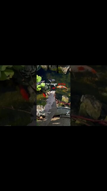 #nevergiveup #chookolingo #lifestyle #maheshchookolingo