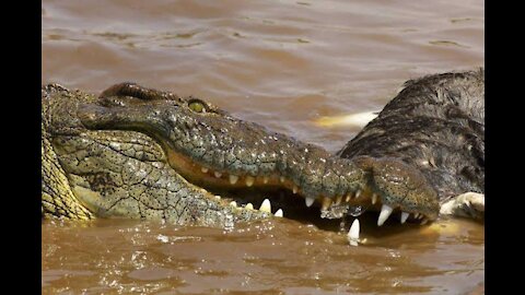 Crocodile attacks gazelle, Nature wild