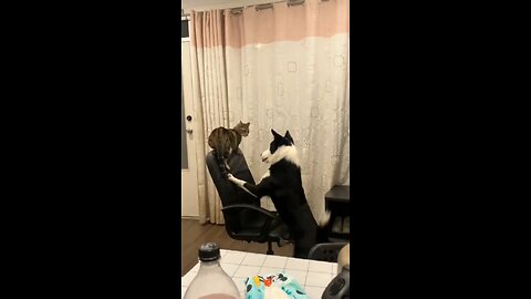 FUNNY CATS vs DOGS 🐱🐶 Who's cooler this time 🐾 New Funniest Animals Videos 😂