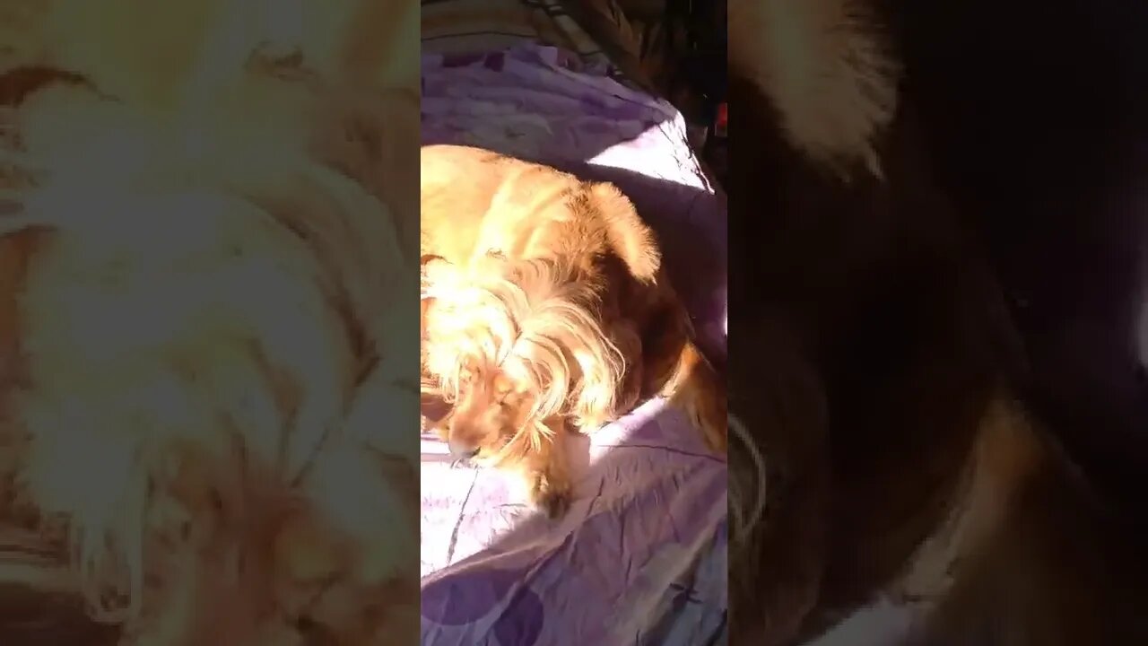 dogshow golden, shorts