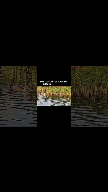 A Duck From The 305 Hanging Out In The 405 #heatnation #duck #fishing