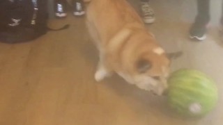 Corgi Plays With Watermelon