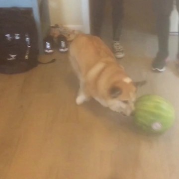 Corgi Plays With Watermelon