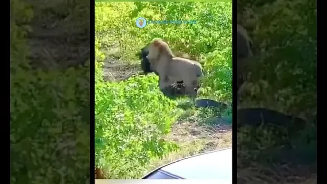 Bufalo fêmea em trabalho de parto tem seu filhote roubado por leão