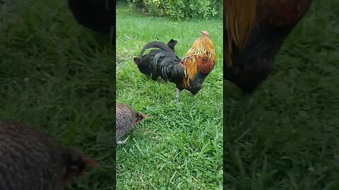 Buddy The Head Rooster #homesteading #chickens #chickenlife #rooster