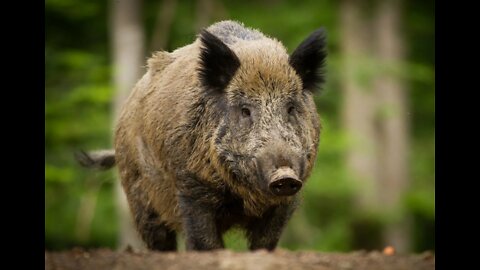 wild boar