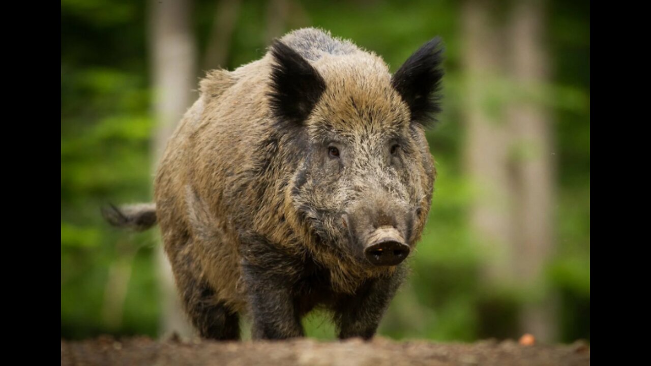 wild boar