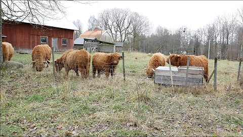 We Didn't Have To Feed Hay Yet... until today!