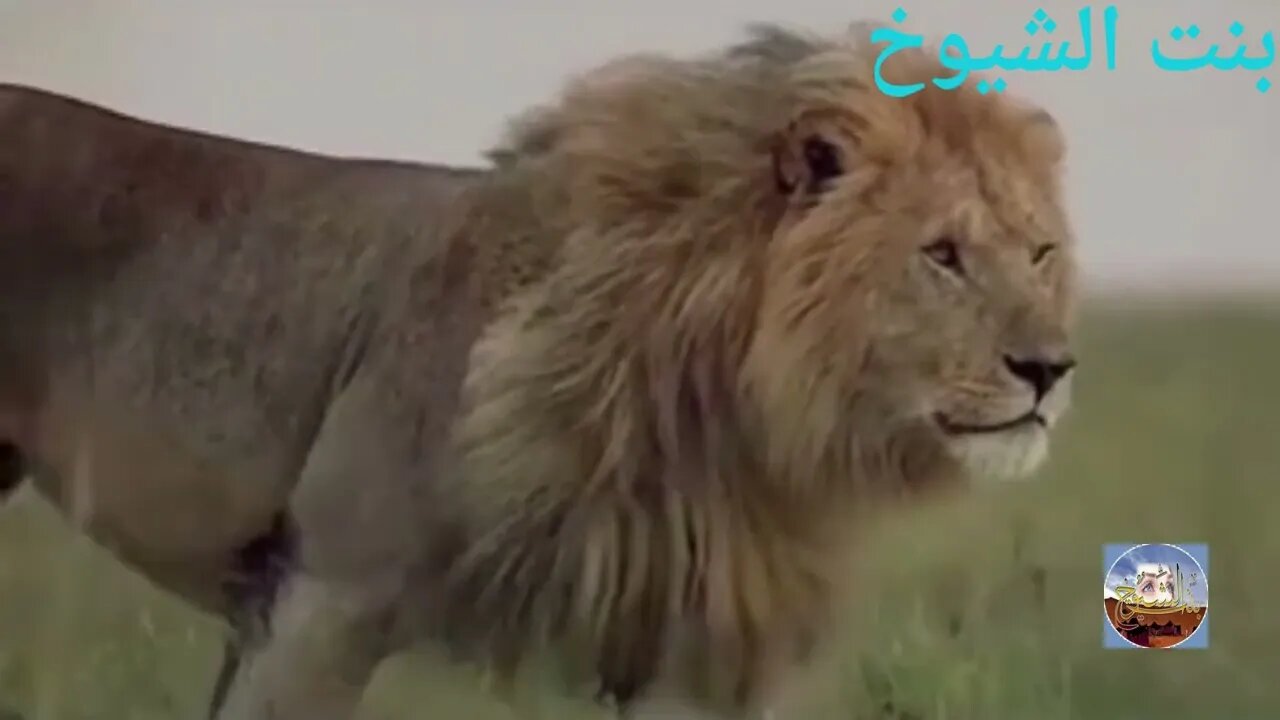 ماهو الحيوان الذي يصوم شهر رمضان مثل البشر@Badia11