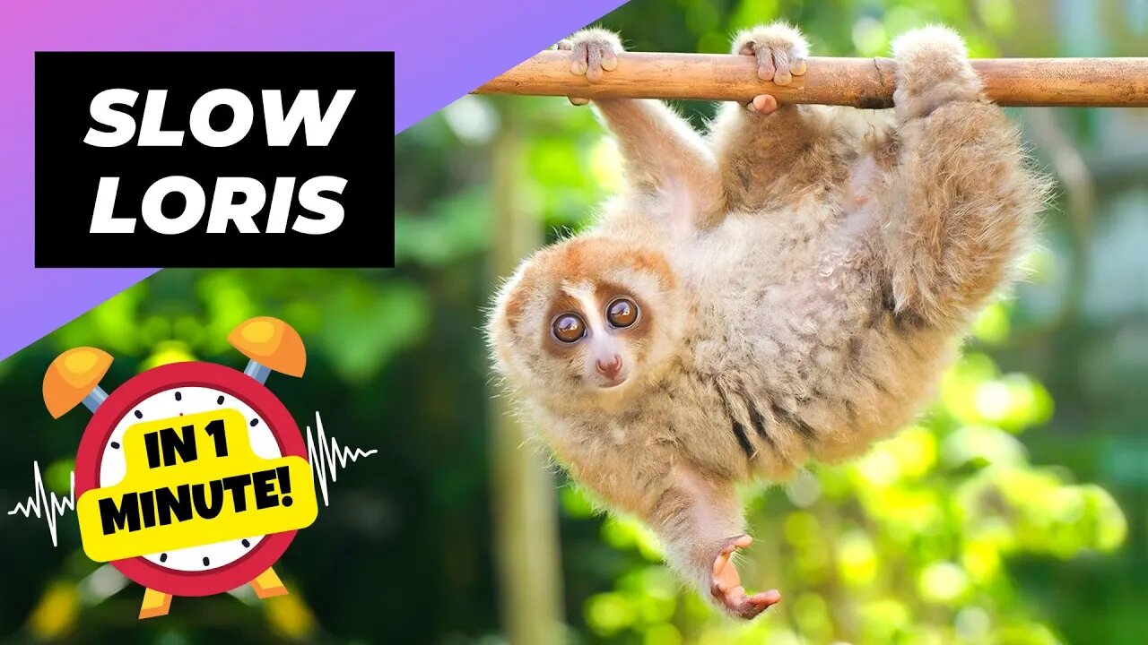 Slow Loris - In 1 Minute! 🦥 One Of The Cutest But Dangerous Animals In The World | 1 Minute Animals