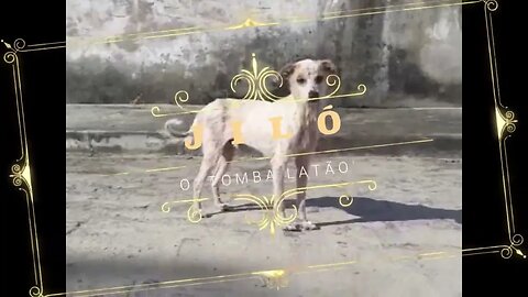 JILÓ, NOSSO ' VIRA LATA DE RAÇA ' QUE PASSEIA SOZINHO E COLOCA ORDEM NAS DUAS MARGINAIS.