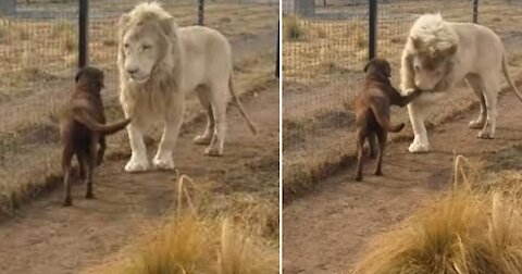 Lion asking a dog for forgiveness