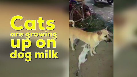 Cats are growing up on dog milk