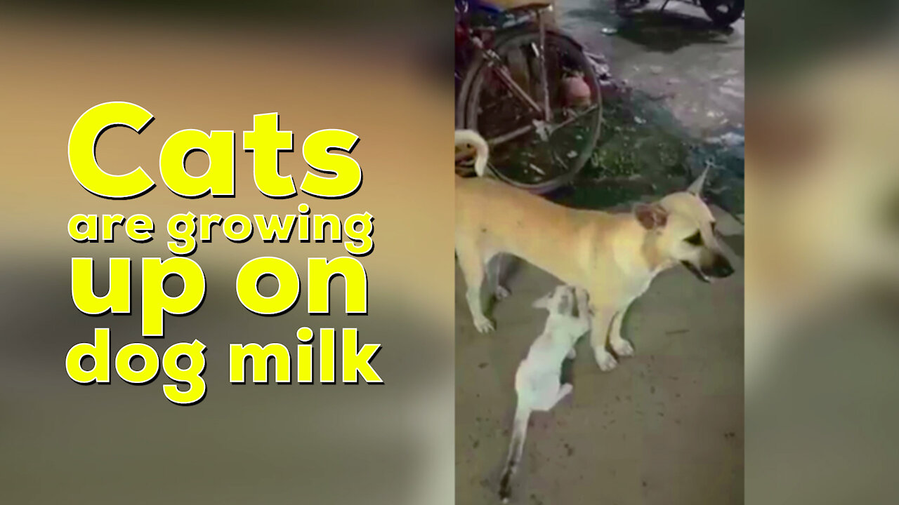 Cats are growing up on dog milk