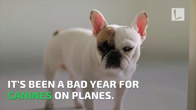 French Bulldog's Tongue Turns Blue, Flight Attendants Quick Thinking Saves Her Life